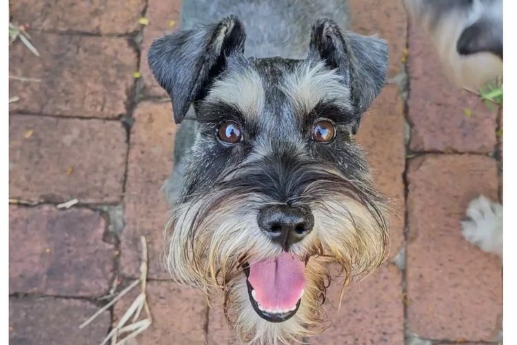 Daizoe Boutique Schnauzers
