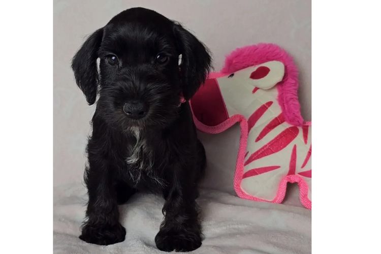 Daizoe Boutique Schnauzers