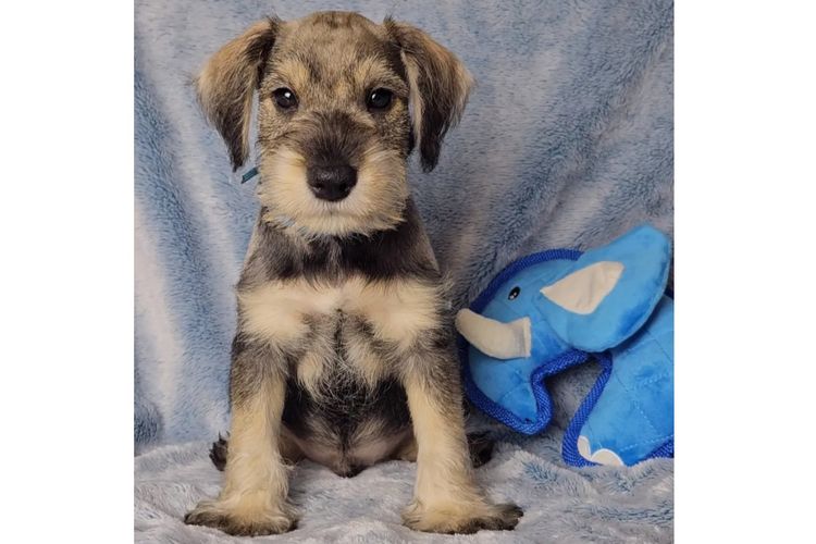 Daizoe Boutique Schnauzers