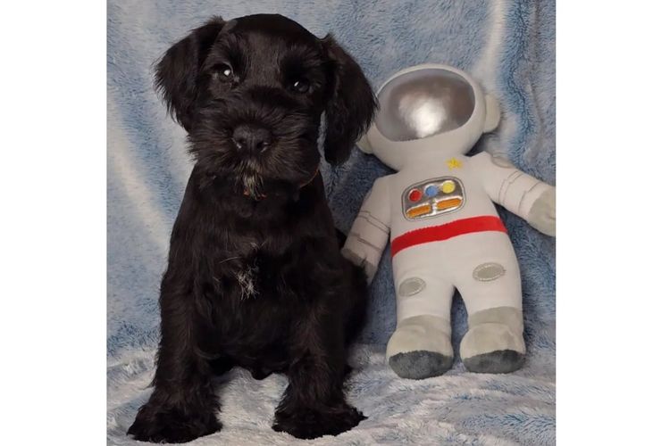 Daizoe Boutique Schnauzers