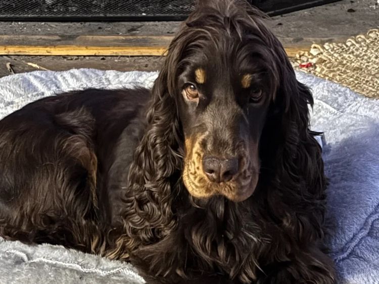 Linhope Cocker Spaniels