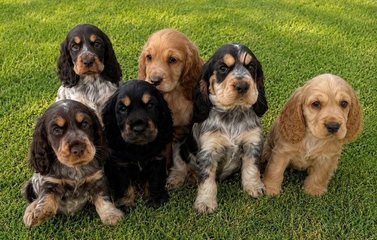 Linhope Cocker Spaniels