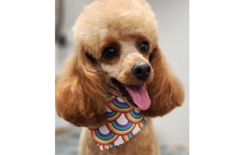 Marmasius Toy Poodles