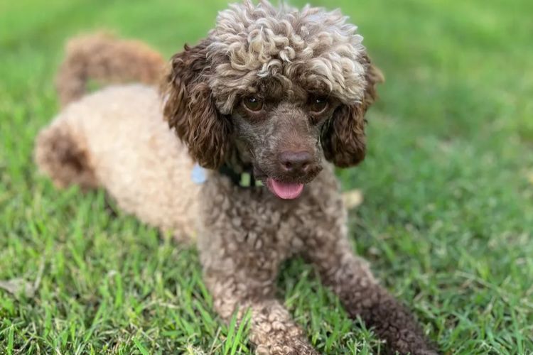 Marmasius Toy Poodles