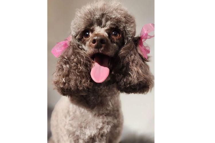 Marmasius Toy Poodles