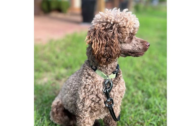 Marmasius Toy Poodles
