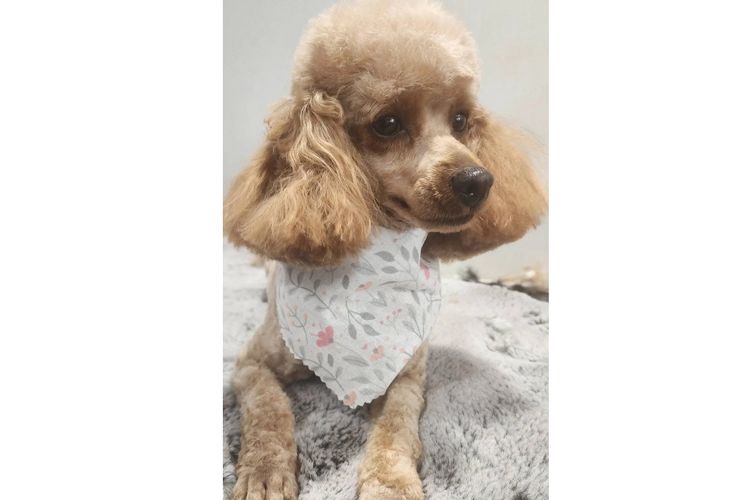 Marmasius Toy Poodles