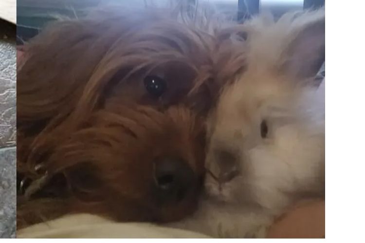 Sheba's Gems Cavoodles
