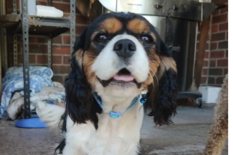 Sheba's Gems Cavoodles