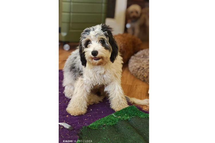 Sheba's Gems Cavoodles