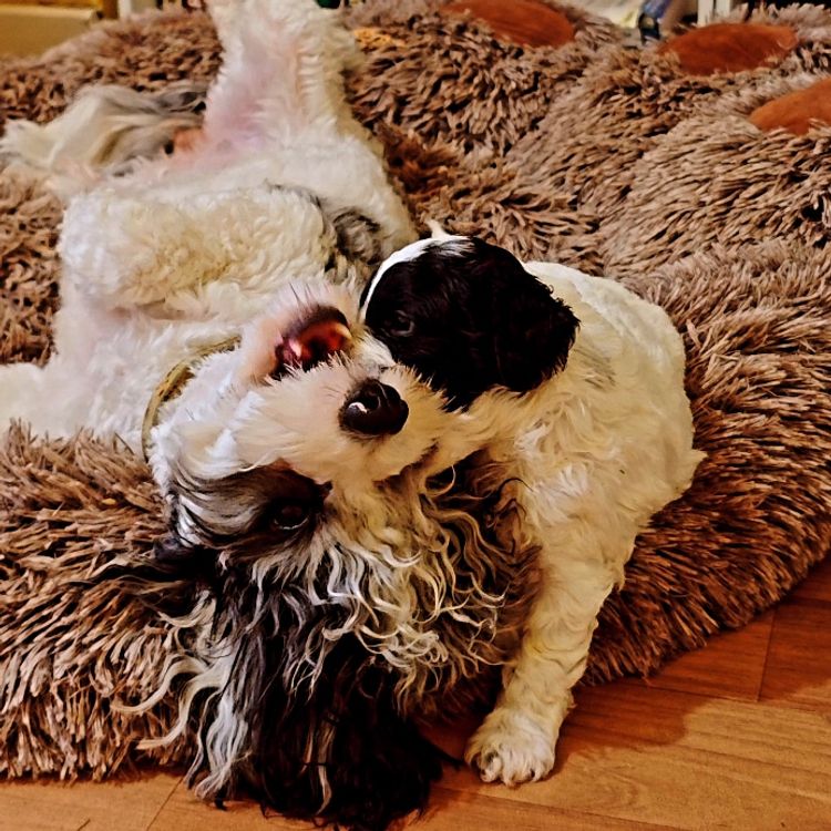 Sheba's Gems Cavoodles