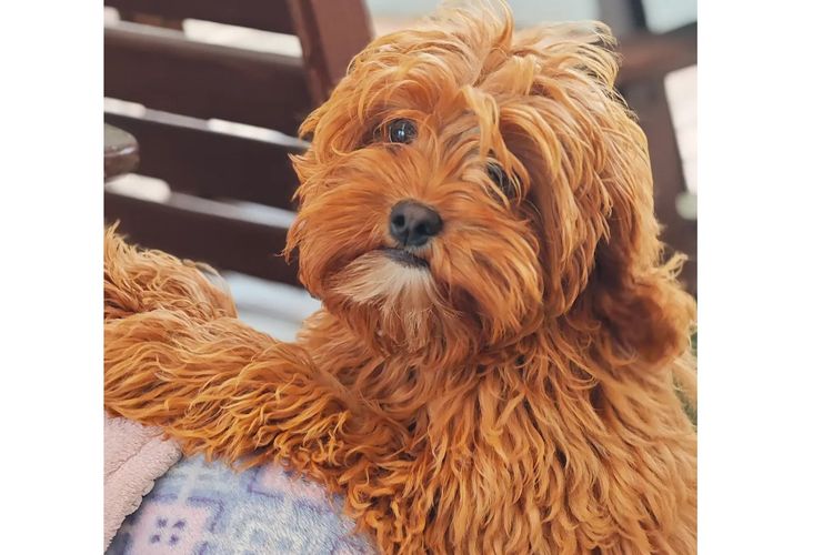 Sheba's Gems Cavoodles