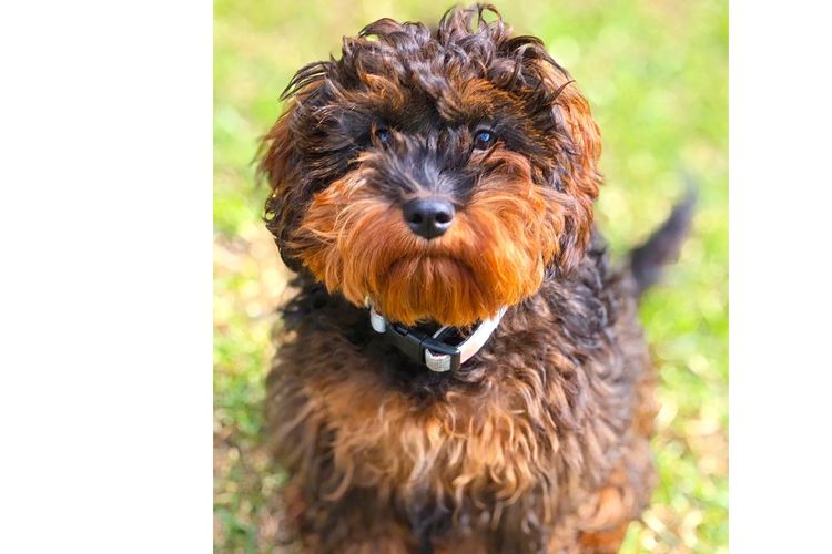 Sheba's Gems Cavoodles