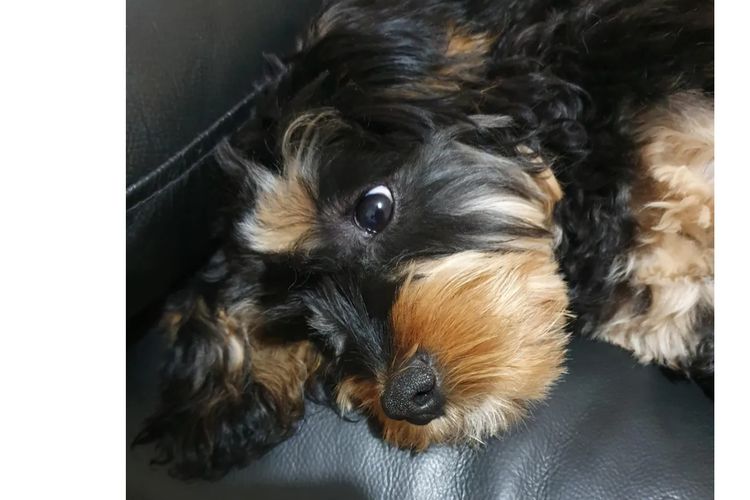 Sheba's Gems Cavoodles