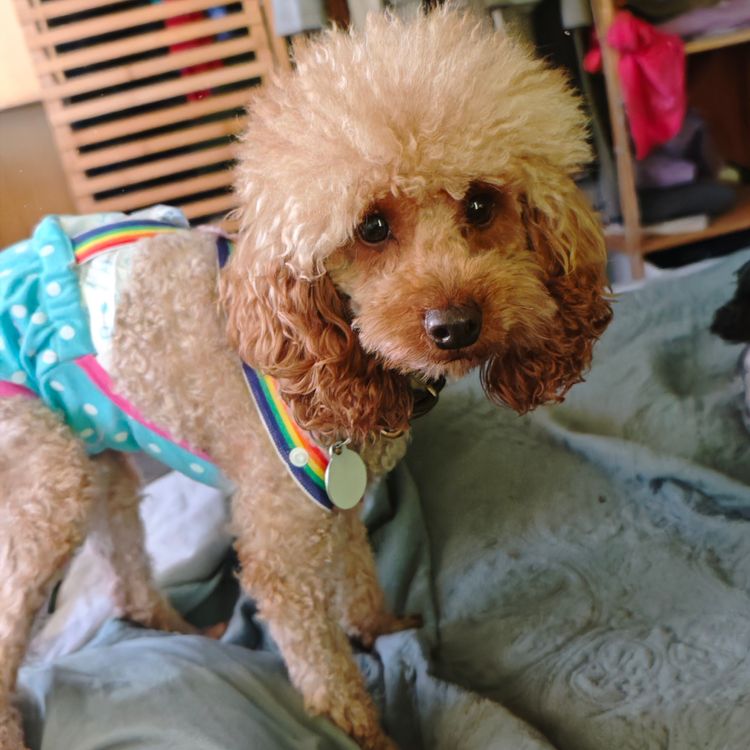 Sheba's Gems Cavoodles