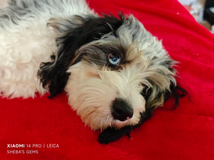 Sheba's Gems Cavoodles