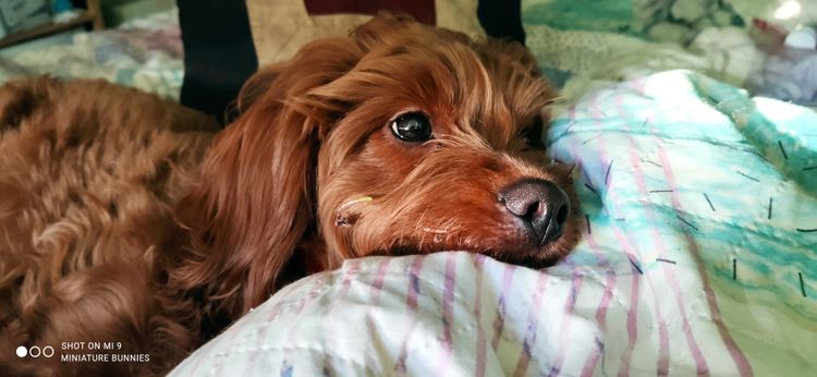 Sheba's Gems Cavoodles