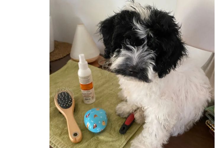 Sheba's Gems Cavoodles