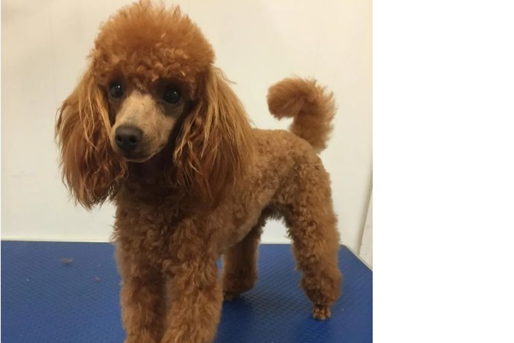 Sheba's Gems Cavoodles