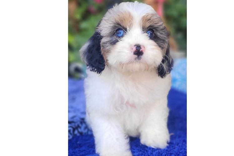 Sheba's Gems Cavoodles