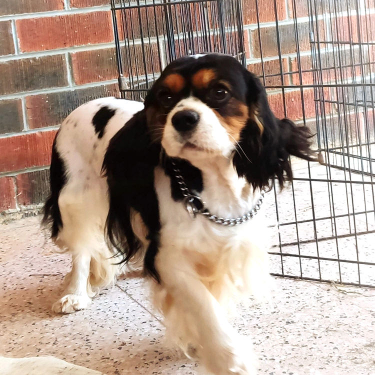 Sheba's Gems Cavoodles