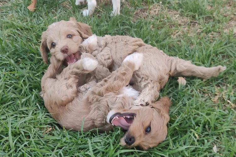 Sheba's Gems Cavoodles