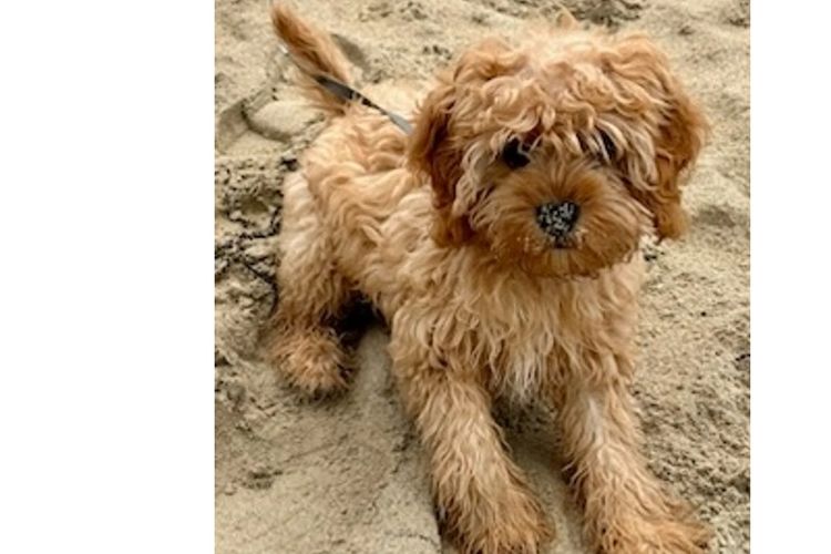 Sheba's Gems Cavoodles
