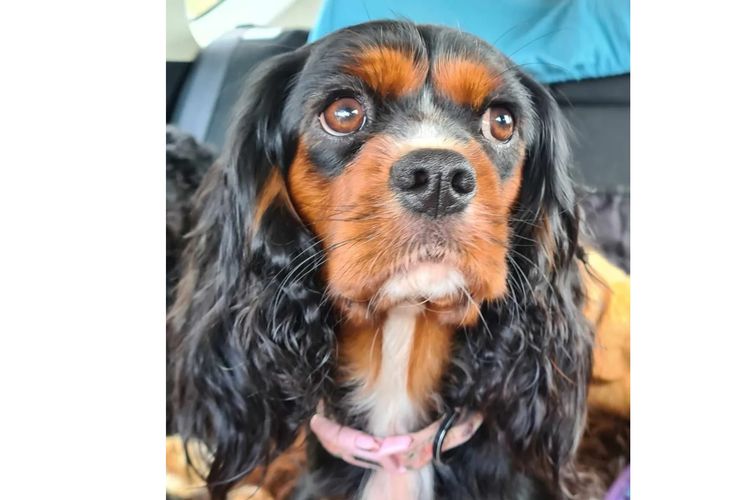 Sheba's Gems Cavoodles