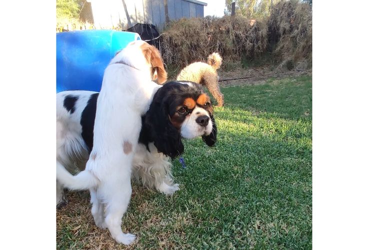Sheba's Gems Cavoodles