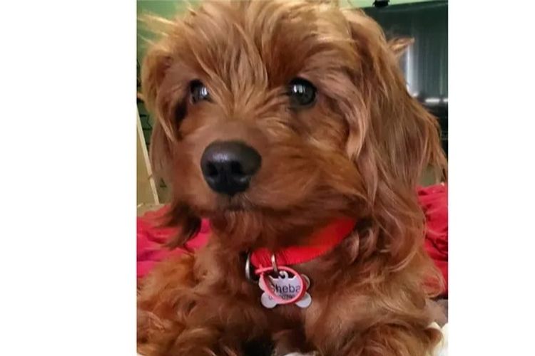 Sheba's Gems Cavoodles