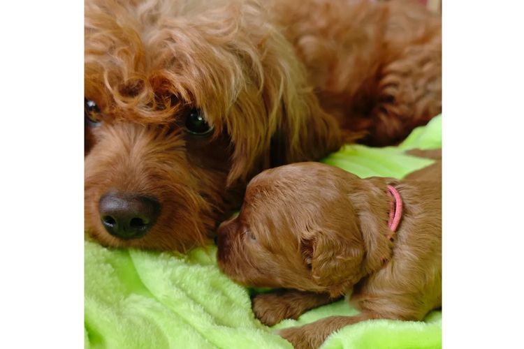 Sheba's Gems Cavoodles