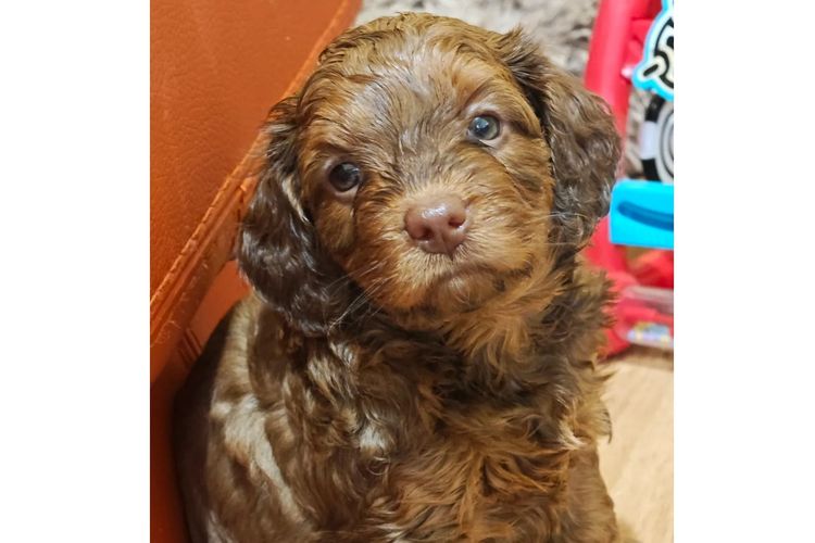 Sheba's Gems Cavoodles