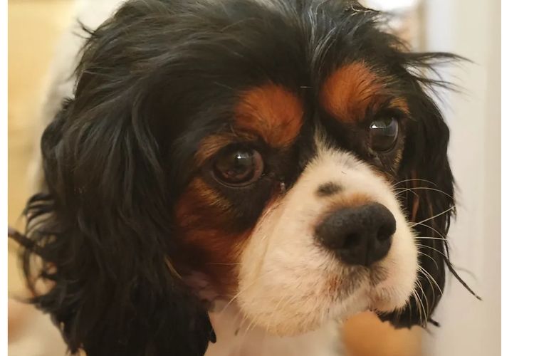Sheba's Gems Cavoodles