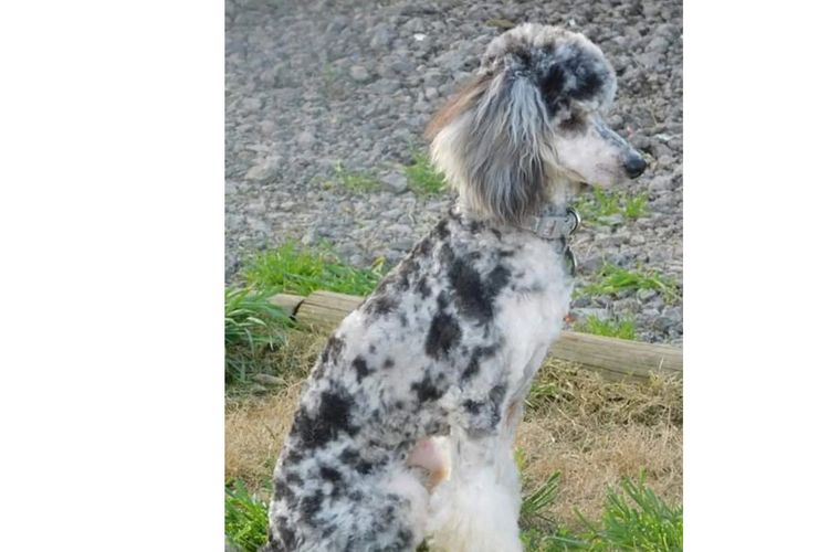 Sheba's Gems Cavoodles