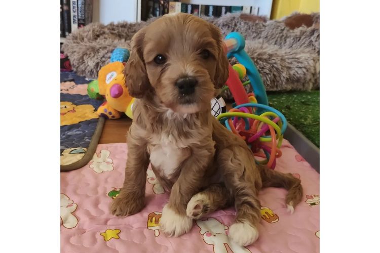 Sheba's Gems Cavoodles