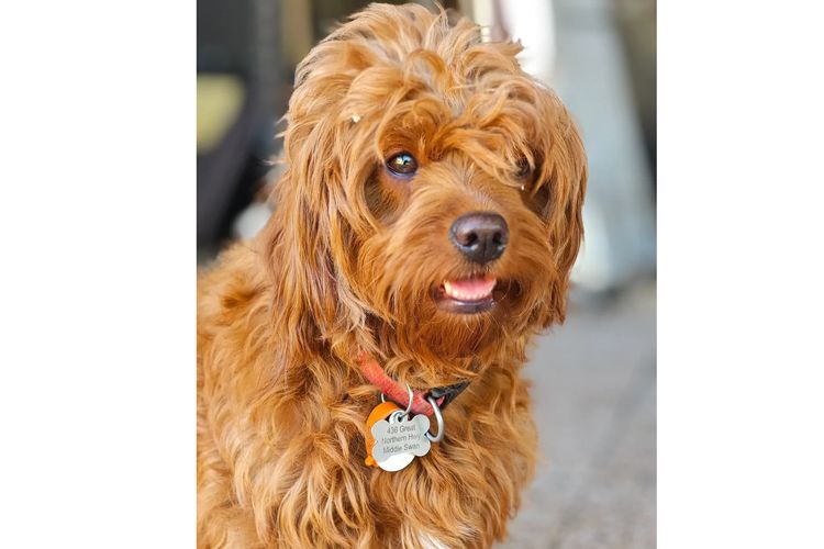 Sheba's Gems Cavoodles
