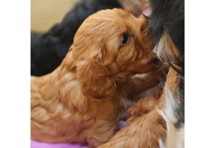 Sheba's Gems Cavoodles