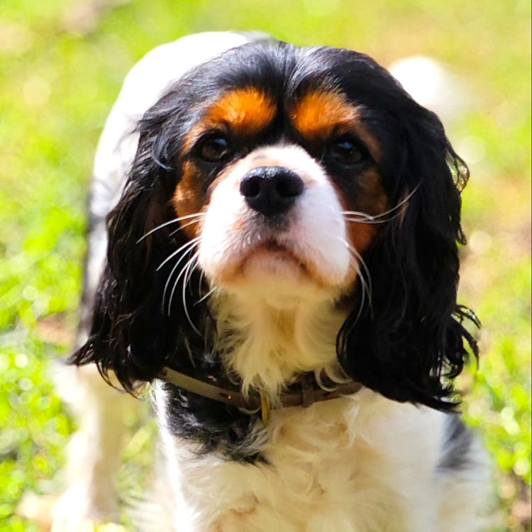 Sheba's Gems Cavoodles