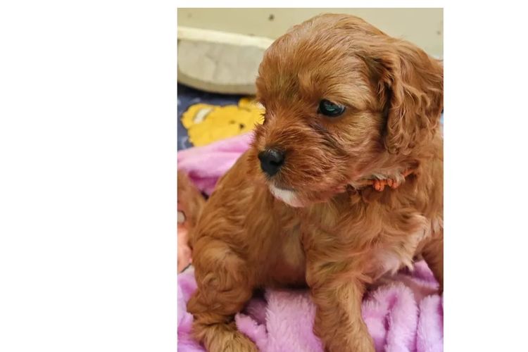 Sheba's Gems Cavoodles