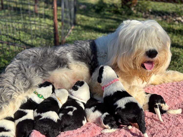 Vixen Hills Sheepadoodles