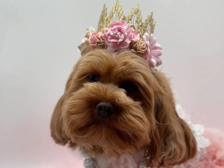 Teddy Bear Cavoodles
