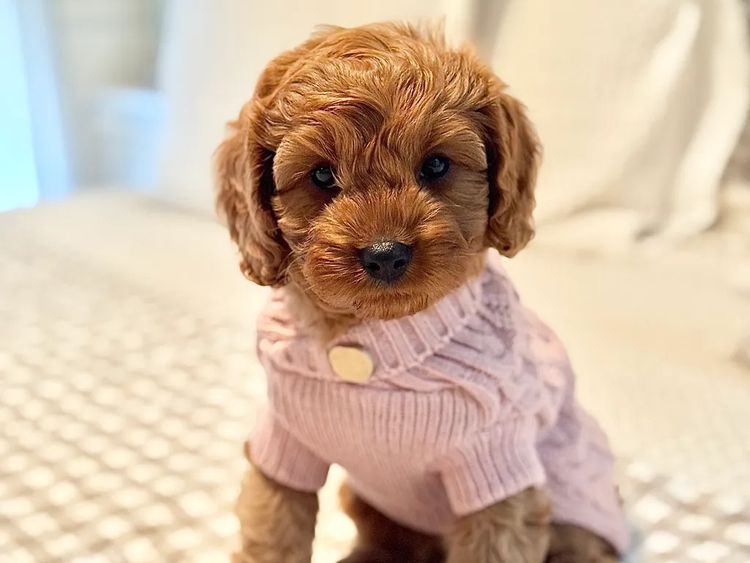 Teddy Bear Cavoodles