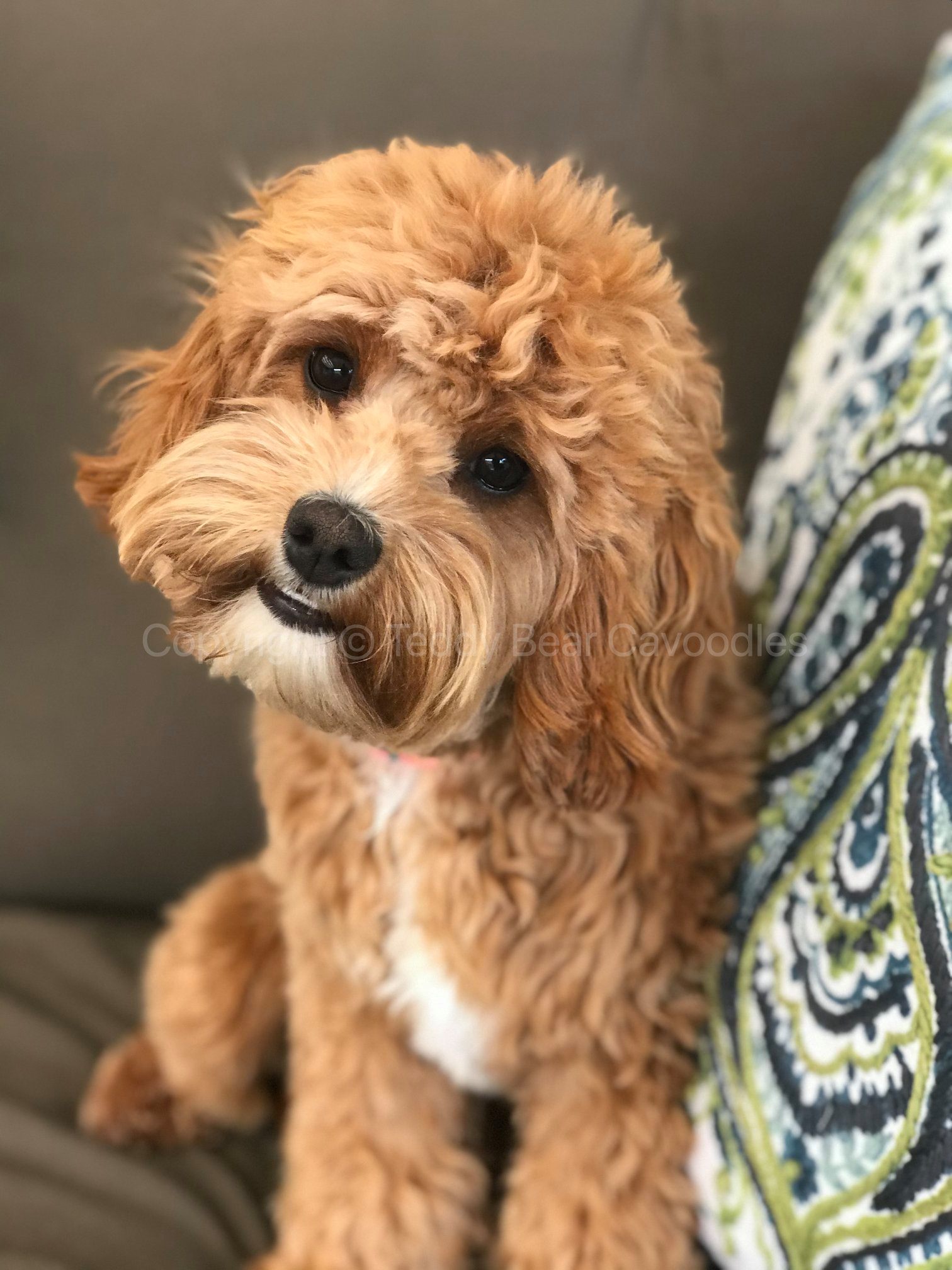 Cavoodle teddy bear discount