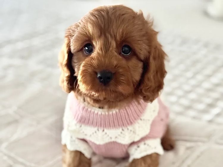 Teddy Bear Cavoodles