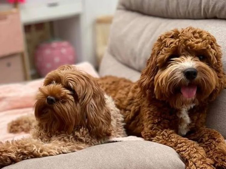 Teddy Bear Cavoodles