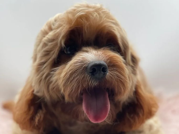 Teddy Bear Cavoodles