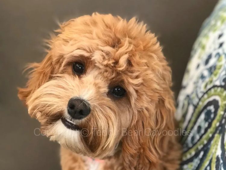 Teddy Bear Cavoodles