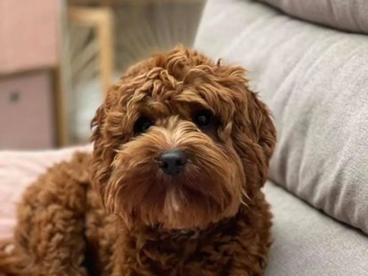 Teddy Bear Cavoodles
