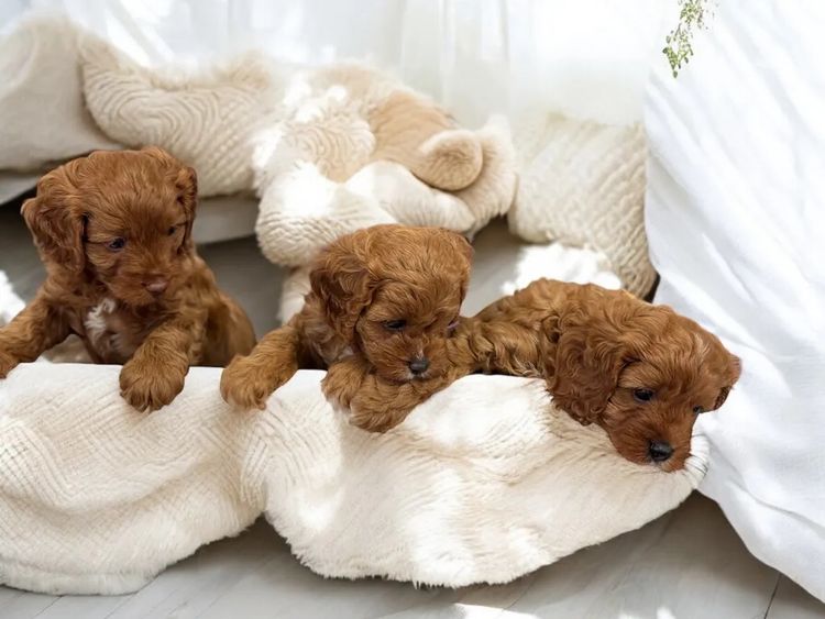 Teddy Bear Cavoodles