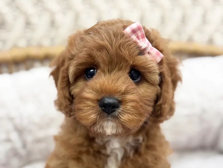 Teddy Bear Cavoodles